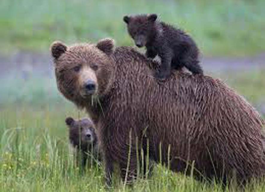 This good news comes from wild life, the bear's figure has now reached here